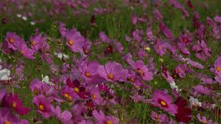 10月11日遠賀川コスモス