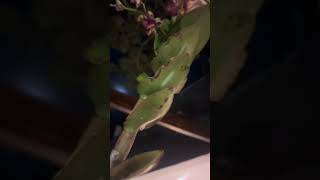 luck 🍀🥰 #louvaradeus #luck #boanoiteee #gratidão #todavidavale