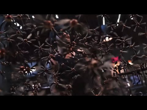 Moe Dutches - Pro-Pain Freestyle (Official Music Video) Shot By @Rock_bone_live