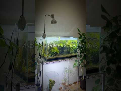 数匹の軟体動物を収容する小さな水族館と、何よりも目を引く自然な装飾