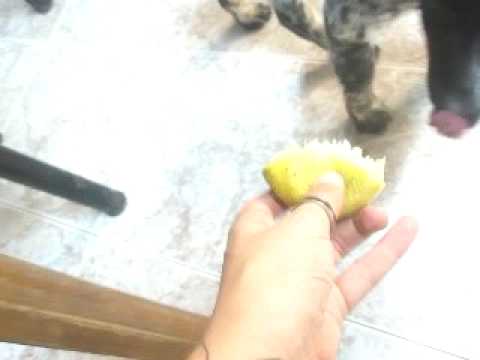 Virna Lisi come limon