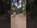 Epic Crash In Villa Ada Rome Bike Bikelife Bikelover Stunt Mtb Jump Dirtbike Dirtjumper Crash