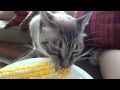 Cat eats corn on the cob 