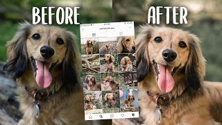 IMPROVE YOUR DOG'S INSTAGRAM WITH THIS 1 EASY HACK