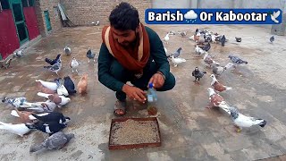 Kabootaro ko sardi se bacha hy | kabootar care | kabootar bazi video | pigeons lover |