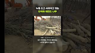 죽어가는 한국 산 살리고 목(木)이 베인 레전드 나무｜크랩