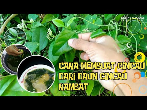 CARA MEMBUAT CINCAU DARI DAUN CINCAU RAMBAT (CUWING)