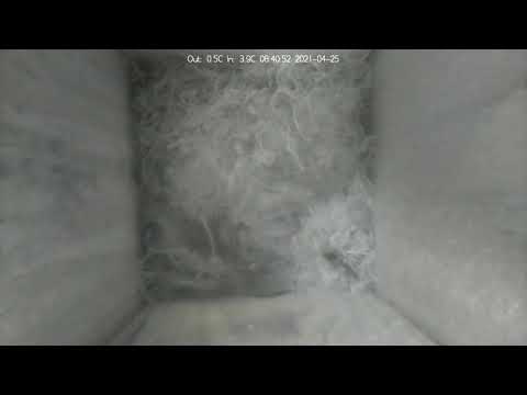 Talitiainen peittelee ensimmäiset munat