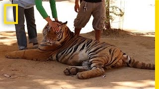 Special Investigation: Famous Tiger Temple Accused of Supplying Black Market | National Geographic