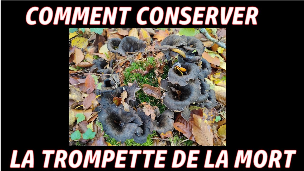Comment conserver la trompette de la mort