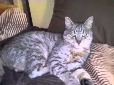 Mój zwierzak Mruczek