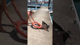 Spotted Eagle Ray in Australia 🐠 #FrontlineTV #AnimalRescue