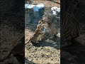 lion vs tiger - famale lion and Siberian male tiger #lion #tiger