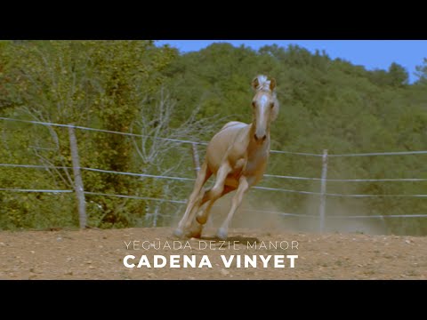 Yegua PRE Pura Raza Española En venta 2020 Palomino por Marocco Vin