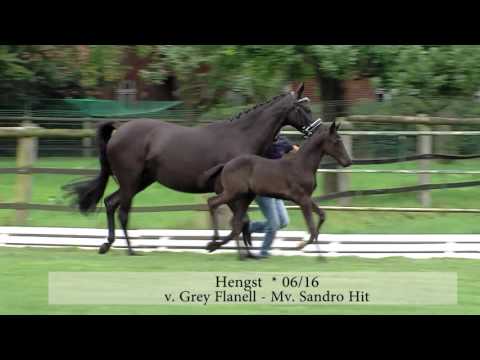 Heidmeyer, Grey Flanell-Sandro Hit