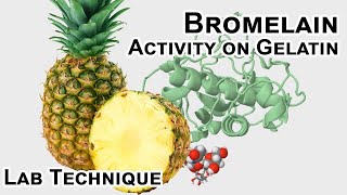 Bromelain protease activity - Biology Lab Techniques