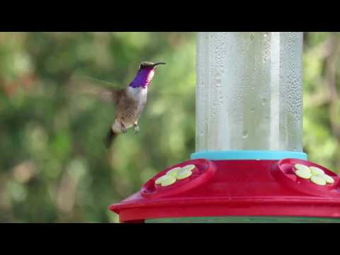 Lucifer Hummingbird (Calothorax lucifer) Female and Male - Brief Display, Sitting and Feeding