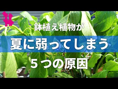 鉢植えのキョウチクトウを元気に開花させるには、どれくらいの頻度で水を与えるべきでしょうか?  庭園