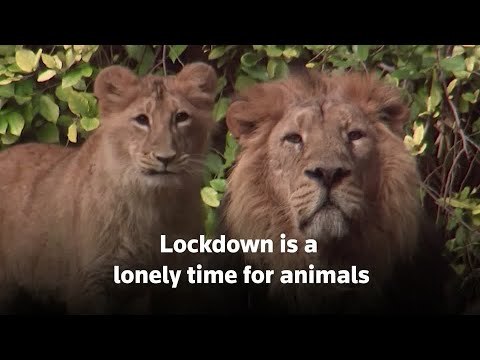 エルサレムの動物園の動物は、ロックダウンで孤独になる (Jerusalem zoo animals get lonely in lockdown)