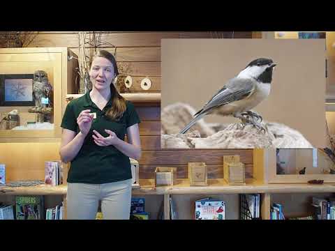Create a Bluebird Box with Summit Metro Parks