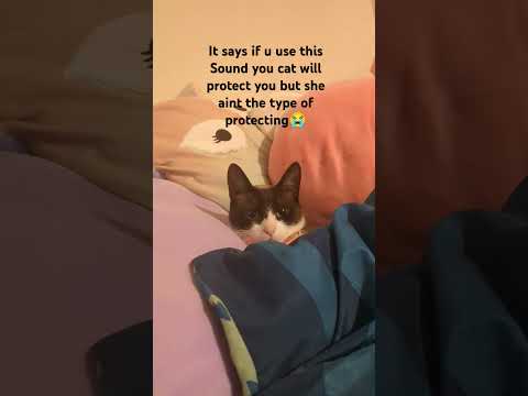 #cat#lol#shes so cute