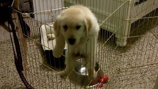 Funny Puppies Escaping Cage [HD]