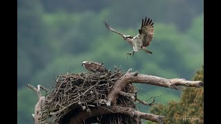 Live osprey nest camera at Loch of the Lowes Wildlife Reserve live webcam