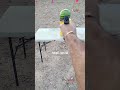 🍉  vs 🔫 *S&W sd40* .40 cal ( are you a fan of .40S&W?)