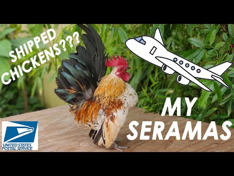 image-Do baby chickens make good pets?