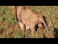 African Lion Fart