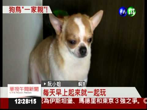 形影不離! 鸚鵡.吉娃娃哥倆好