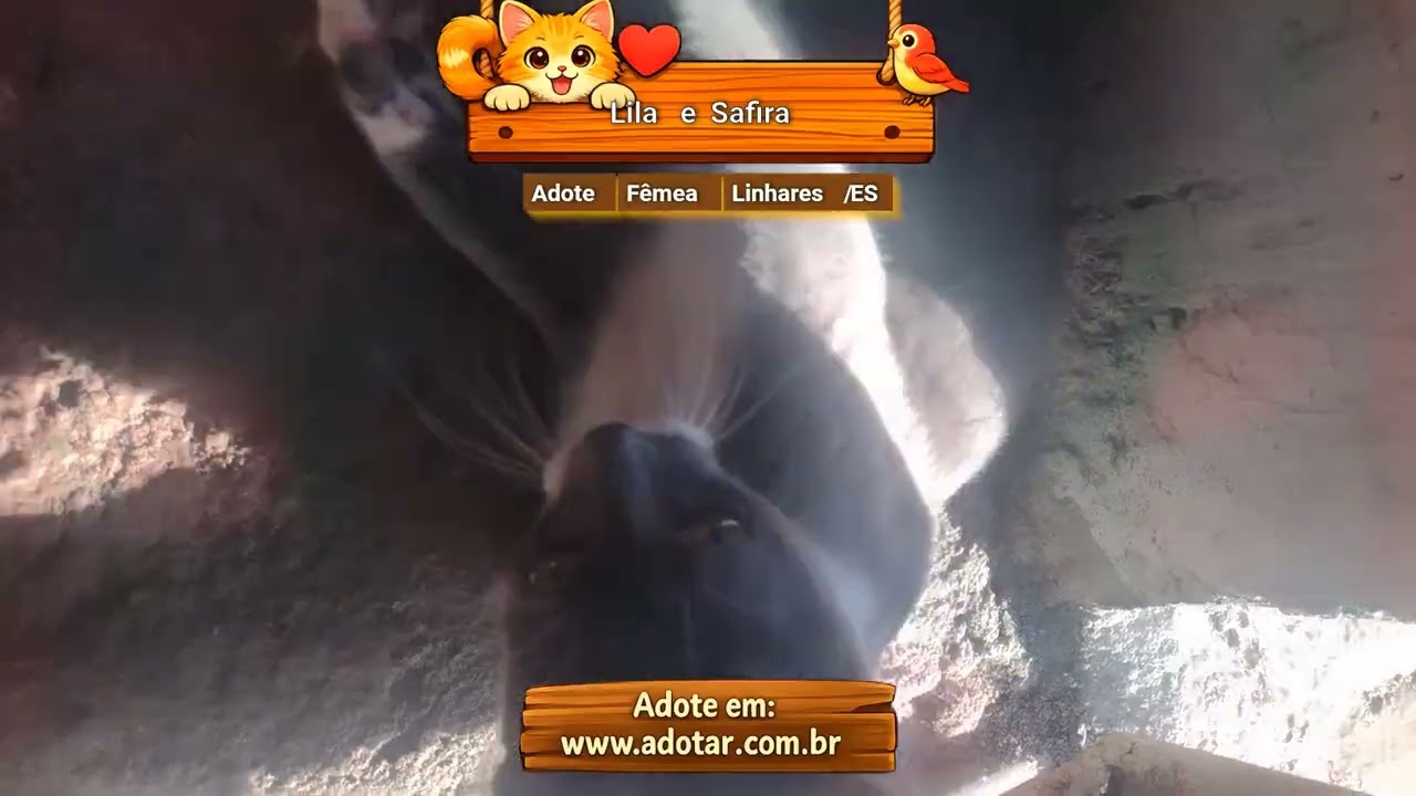 Gato raça SRD-ViraLata idade 7 a 11 meses nome Lila e Safira