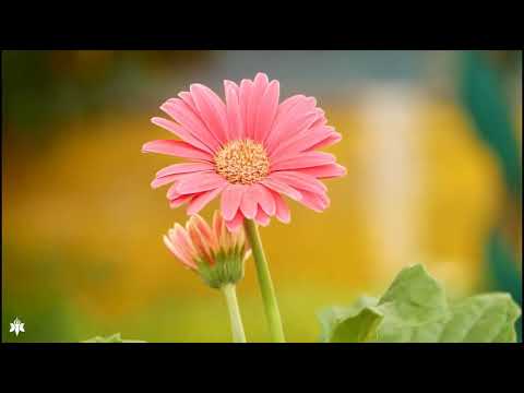 Himnario Adventista 529 Iglesia de Cristo