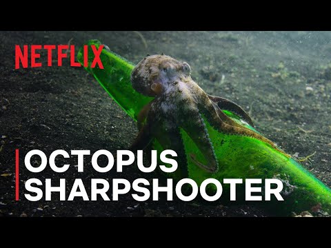 afbeelding Octopus Sharpshooter