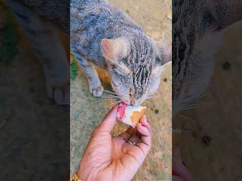 #sayana #cat #funny #talkingtom