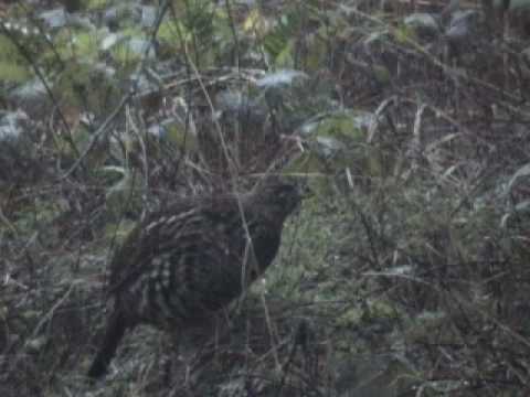 ruffed grouse in the rain