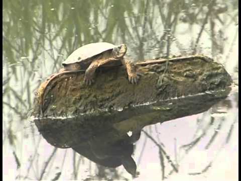 Oregon Ecoregions: The Willamette Valley--A History of Change