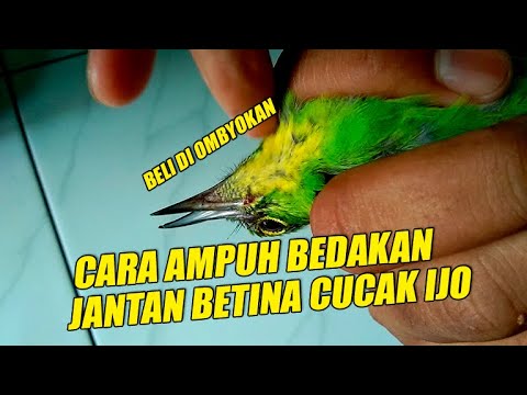 Jantan Novyj Trend Smotret Onlajn Na Sajte Trendovi Ru