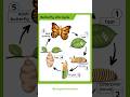 The Fascinating Life Cycle Of A Butterfly From Egg To Beautiful Wings