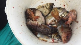 Рыбалка в черном море с катера