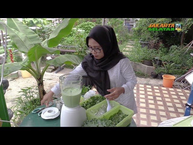 Penggiat Gang Hijau Asmat Panen Sayur Kale Dan Kangkung