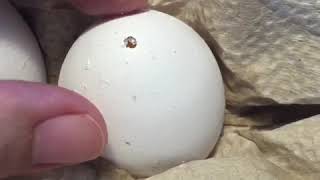 Empty An Egg Without Breaking The Shell!