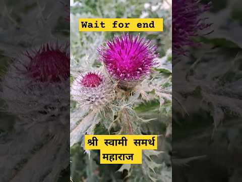 #shri #swamisamarthamajhiaai #hinduguru #nature #flowers