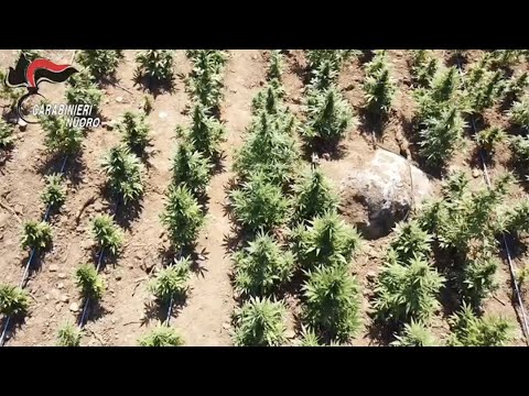 Due piantagioni di marijuana scoperte tra Bosa e Montresta