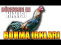 BURMA IRKLARI