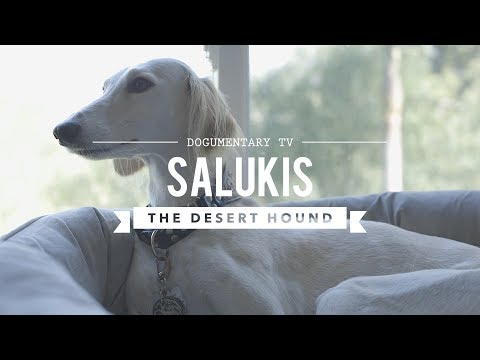 ALL ABOUT LIVING WITH SALUKIS: THE DESERT HOUND