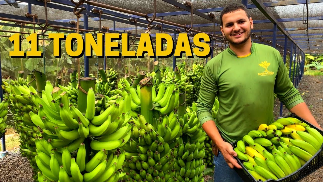 PROCESSO DA PÓS COLHEITA AO CARREGAMENTO DA BANANA