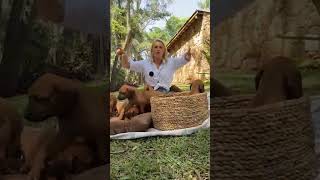 Que fofura! Apresento a vocês os 14 filhotes da Diana! 🐶🤎 #anahickmann #dogs #amor #familia