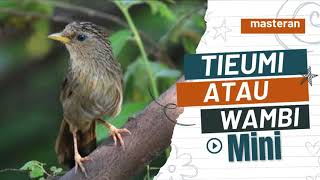 Download lagu Tieumi hwamei wambi mini suara lantang ngerol gacor!!! mp3 Download lagu Tieumi hwamei wambi mini suara lantang ngerol gacor!!! mp3