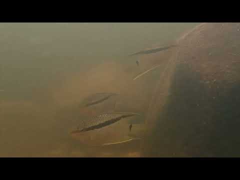 So anders leben Fische in der Natur als in unseren Aquarien - JBL Expedition Kolumbien 2022 - Teil 1